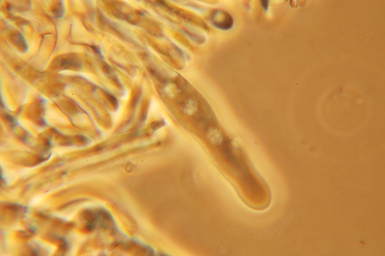 da determinare (Phanerochaete sordida)